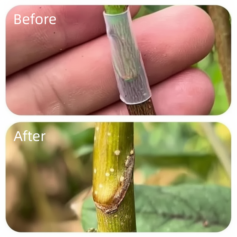 📢📢50% KORTING! 🌱✨ 50 stuks siliconen entingshulzen voor fruitbomen – Hoge slagingskans, biologisch afbreekbaar & zonder gereedschap!